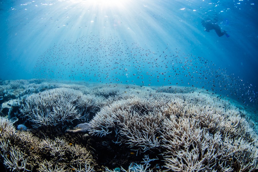 Coral bleaching on the southern Great Barrier Reef.