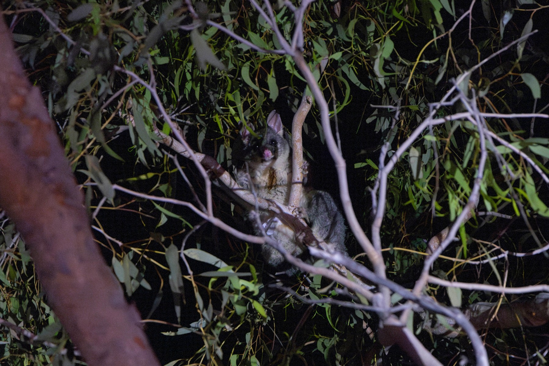 a common brushtail possum in a tree