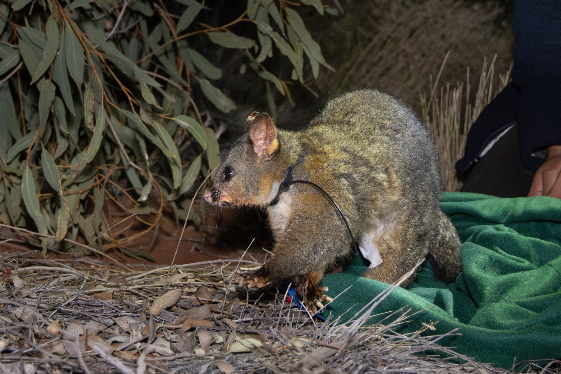 a common brushtail possum with a tracker