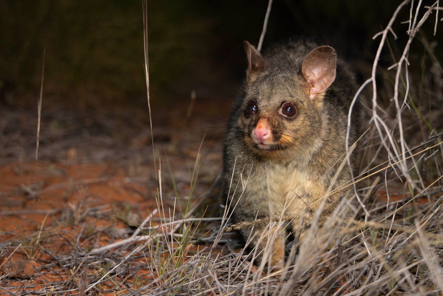 a common brushtail possum