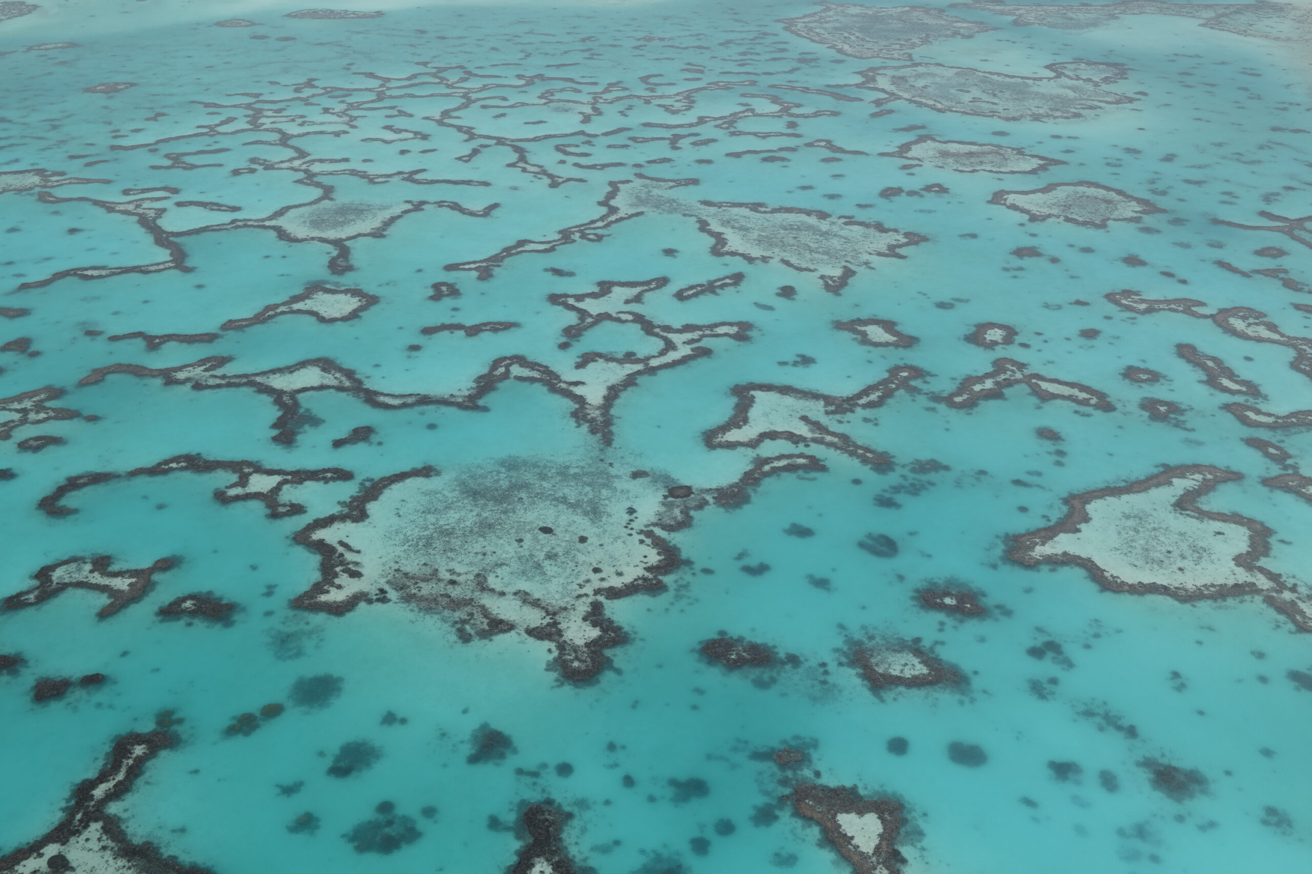 Image for article: How the Great Barrier Reef shows record growth AND intense bleaching