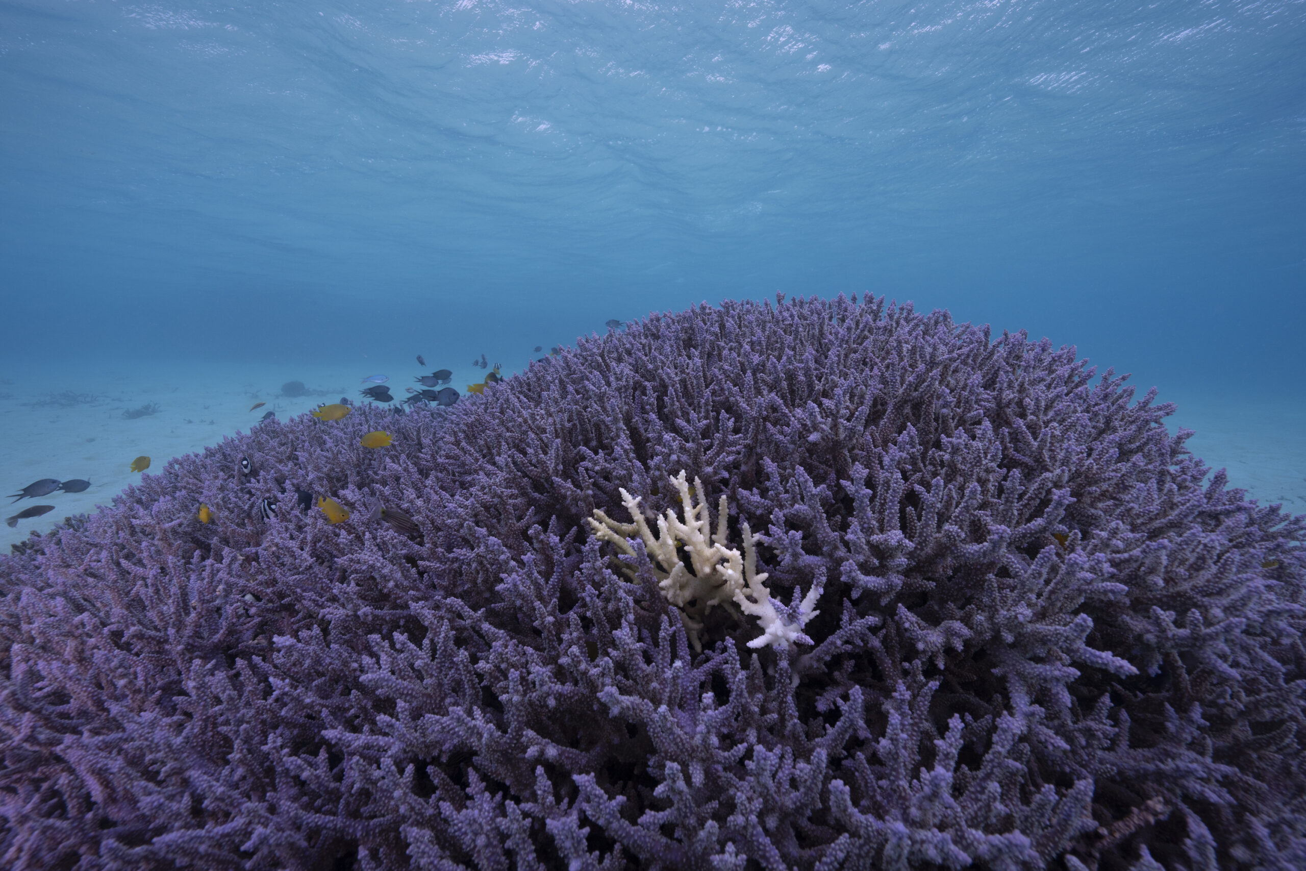 Image for article: ‘Wake-up call to humanity’: research shows the Great Barrier Reef is the hottest it’s been in 400 years