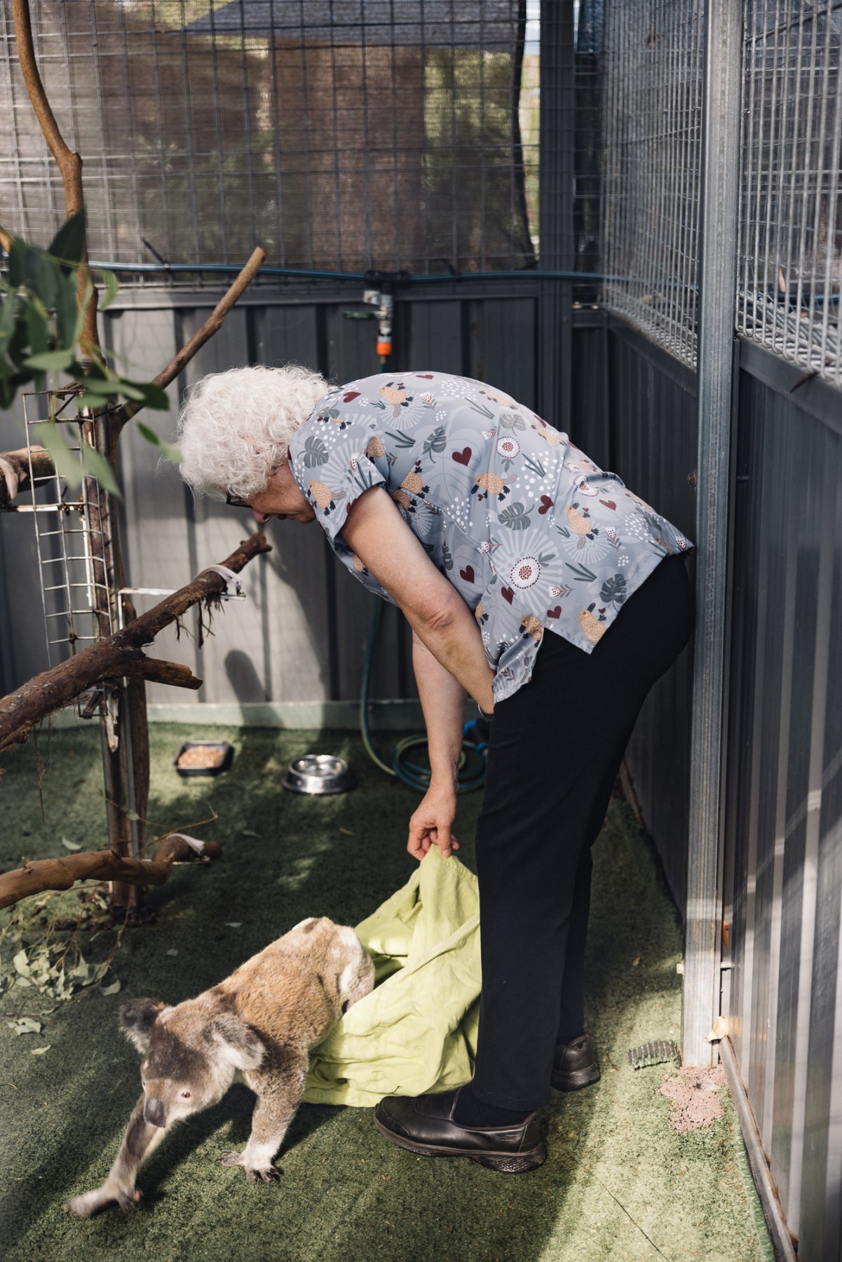 Gaby Rivett releases a koala after a clinical examination at Port Macquarie Koala Hospital