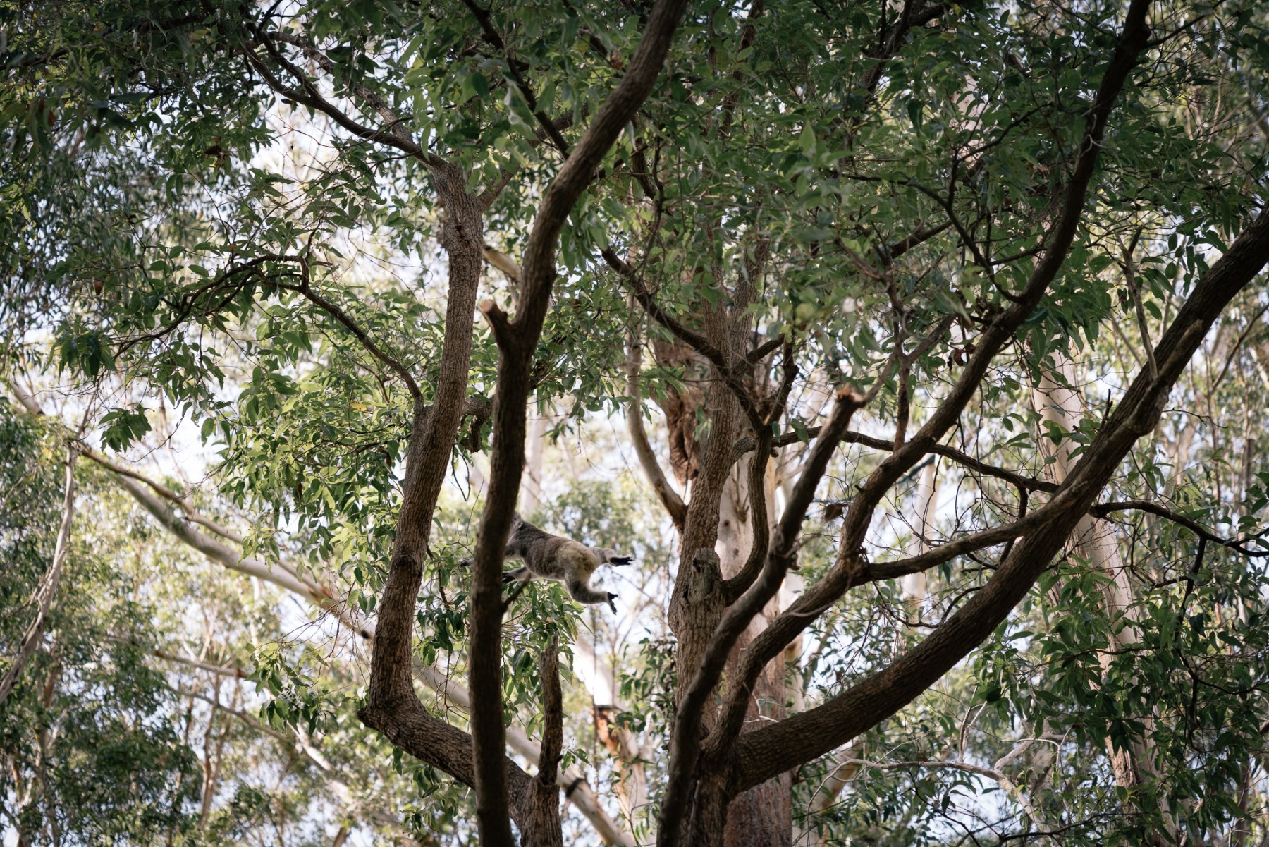 A koala leaps from its eucalyptus perch in the grounds of the Port Macquarie Koala Hospital, in a rare and surprising display of agility