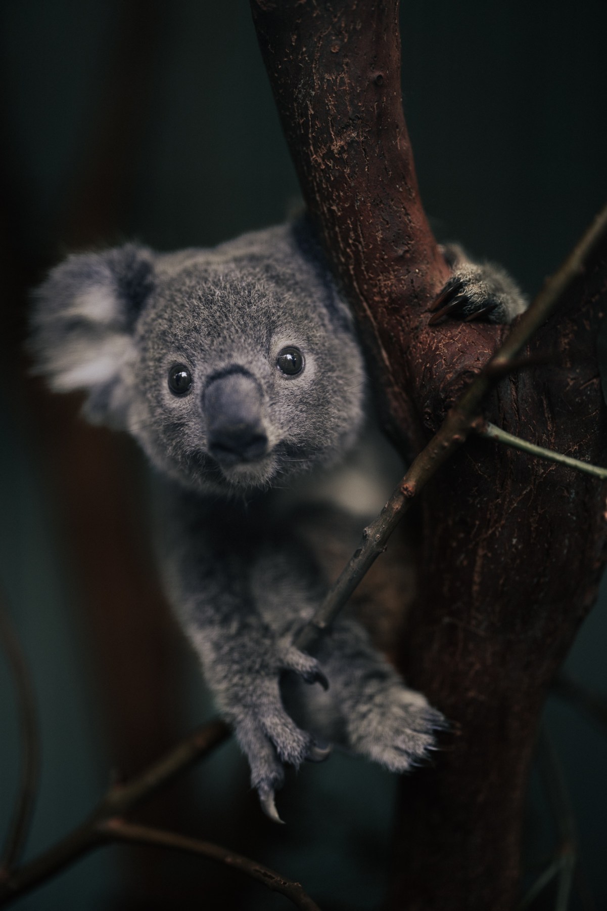 a koala joey