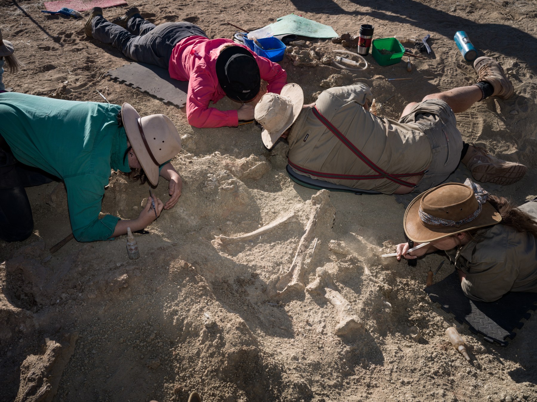 people digging in the dirt for dinosaur bones