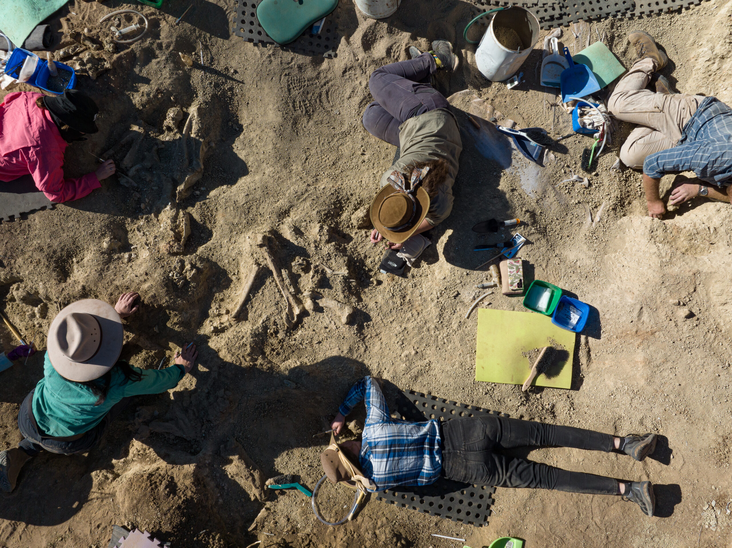 Image for article: Stunning specimen of rare ‘demon duck’ fossil unearthed in Australian dig