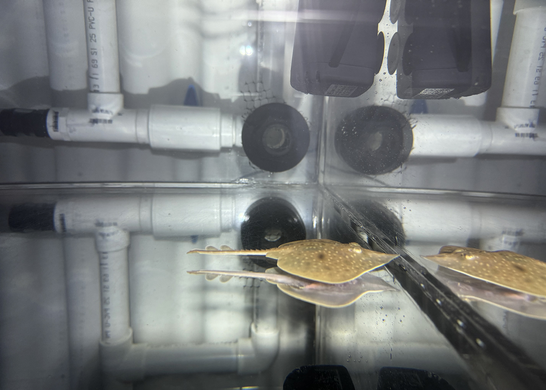 a baby Maugean skate in a tank