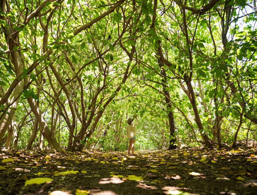 A woman standing amongst endemic pisonia trees on Lady Elliott Island.