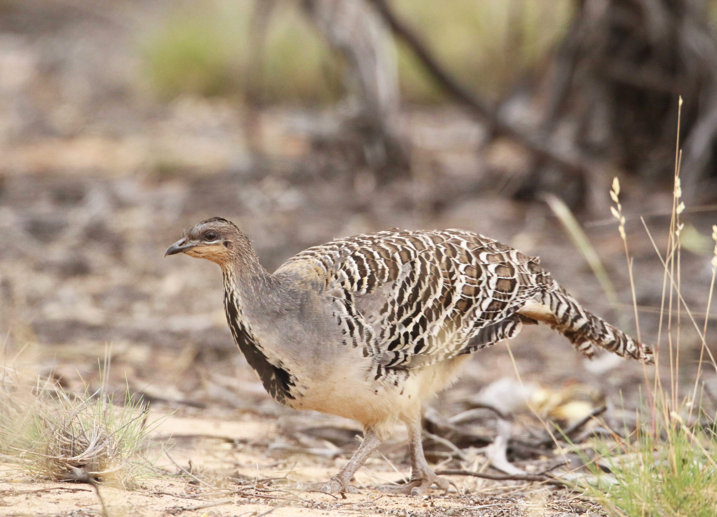 Image for article: For the love of Mallee